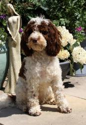 Millie