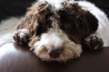 Millie
