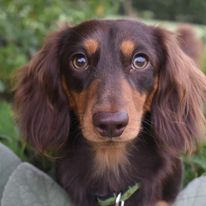 Rolo