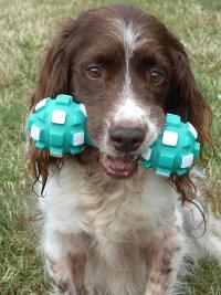 Now aged 15, Puzzle is still enjoying life