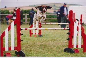 Puzzle Aged 3 at Agility Club
