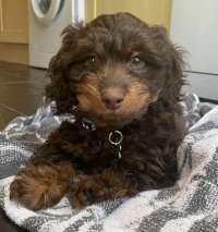 Figgy the Doxiepoo